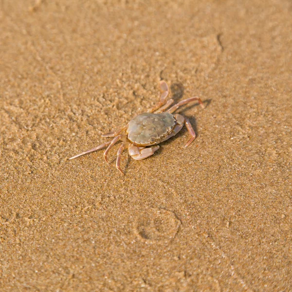 海海岸に赤ん坊のカニ — ストック写真