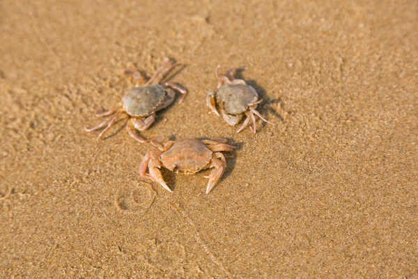 Bébé crabe au bord de la mer — Photo