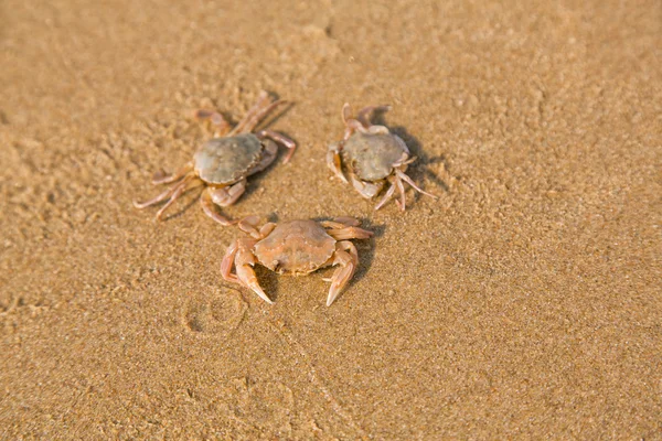 Caranguejo bebé na costa do mar — Fotografia de Stock