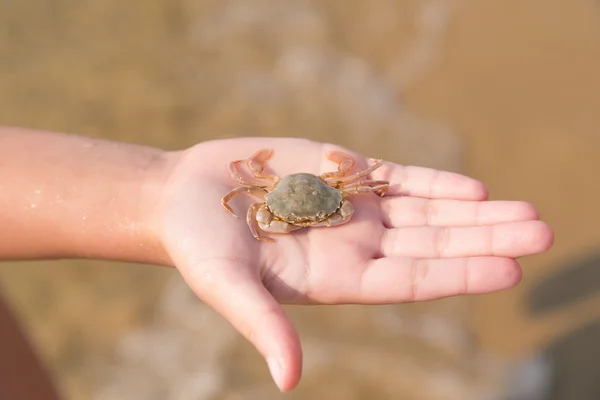 Bébé crabe sur la main de l'enfant — Photo