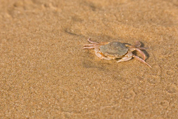 Caranguejo bebé na costa do mar — Fotografia de Stock