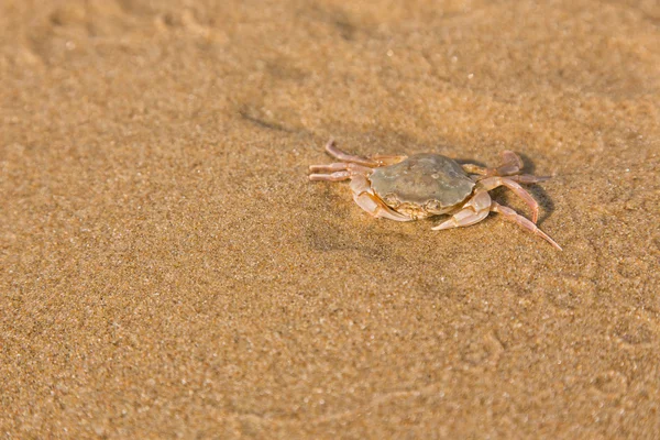 海海岸に赤ん坊のカニ — ストック写真