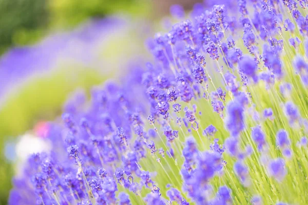 Lavender Bushes Closeup Purple Lavender Field Beautiful Blooming English Lavander — Foto Stock