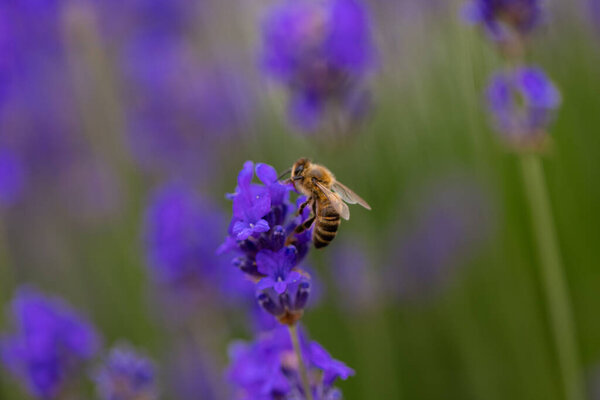Close up on a bee on a lavander flower. Lavender bushes closeup. Purple lavender field, beautiful blooming, English lavander, Provance