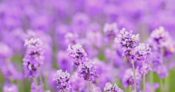 Lavender Bushes Waving Wind Closeup Purple Lavender Field Beautiful Blooming — стоковое видео