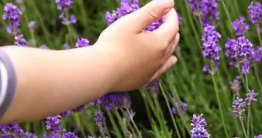 Childs hand touching lavender bushes waving on the wind closeup. Purple lavender field, beautiful blooming, English lavander, Provance
