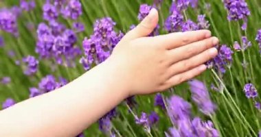Childs hand touching lavender bushes waving on the wind closeup. Purple lavender field, beautiful blooming, English lavander, Provance