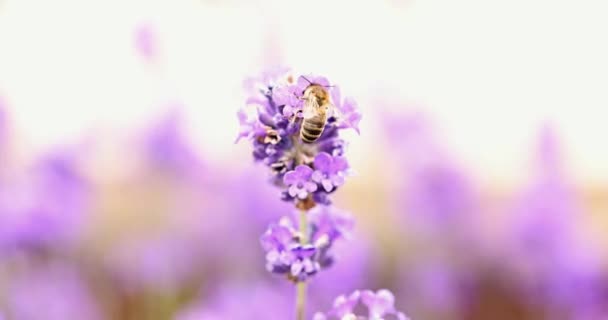 Close Bee Lavander Flower Lavender Bushes Closeup Purple Lavender Field — Stockvideo