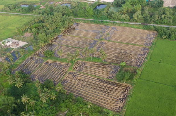 Landscape of rice farm