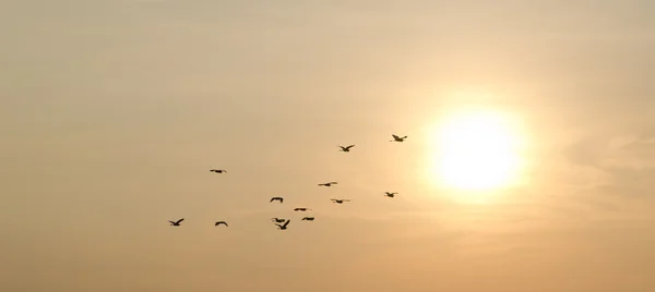 Por do sol e pássaros no céu — Fotografia de Stock