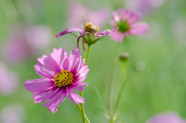 Cosmos Bloem in de tuin — Stockfoto