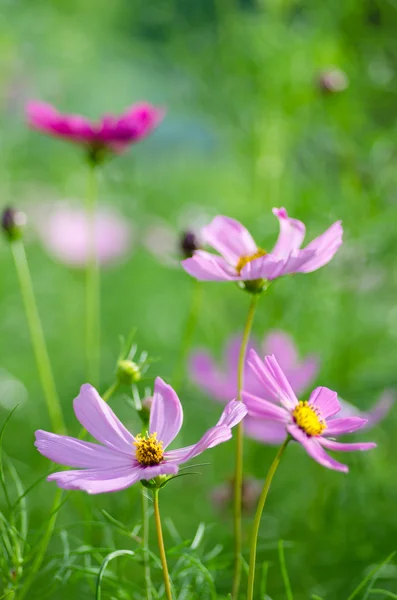 Cosmos Bloem in de tuin — Stockfoto