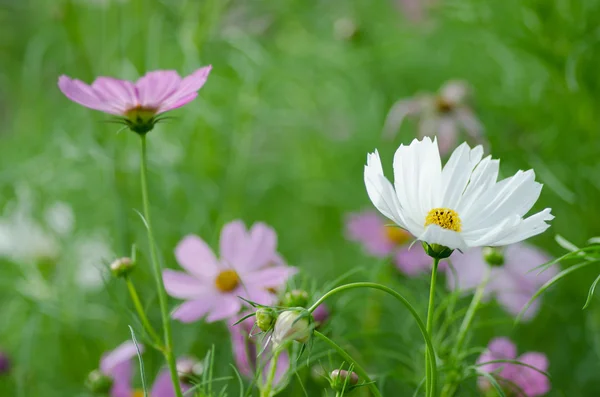 Cosmos Bloem in de tuin — Stockfoto