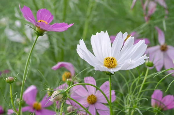 Cosmos Bloem in de tuin — Stockfoto