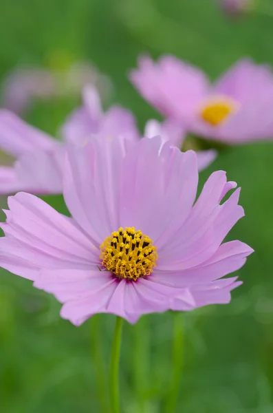 Cosmos Bloem in de tuin — Stockfoto