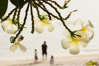 Frangipani veya plumeria çiçek