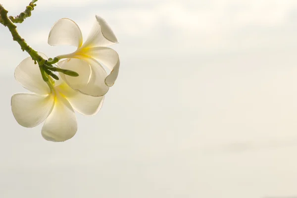 Flor de Frangipani ou Plumeria — Fotografia de Stock