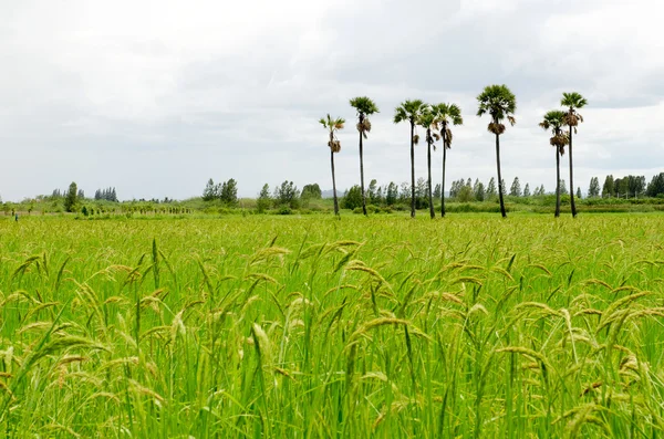 Granja de arroz —  Fotos de Stock