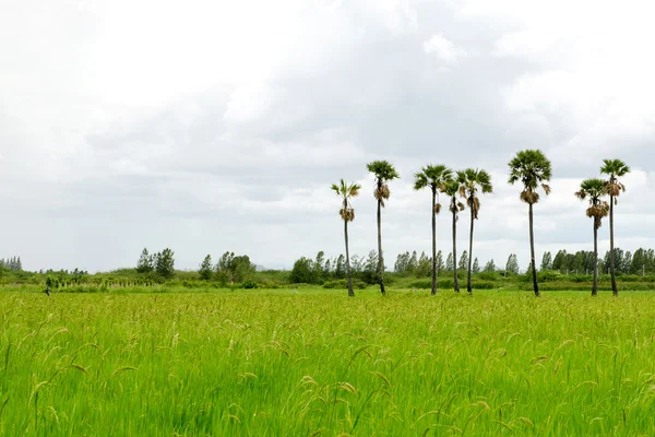 Ferme de riz — Photo