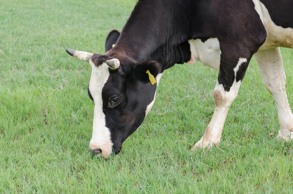 Cow farm — Stock Photo, Image