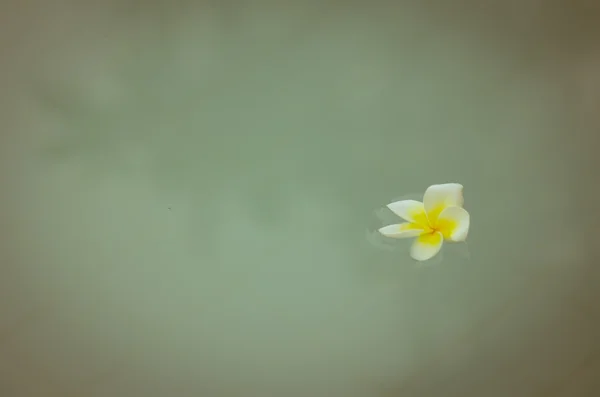 Gele frangipani bloem — Stockfoto