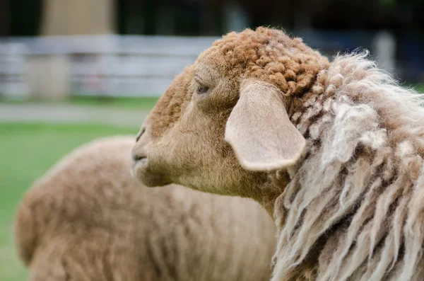 Ovelhas na fazenda de ovelhas — Fotografia de Stock