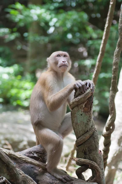 Macaco selvagem — Fotografia de Stock