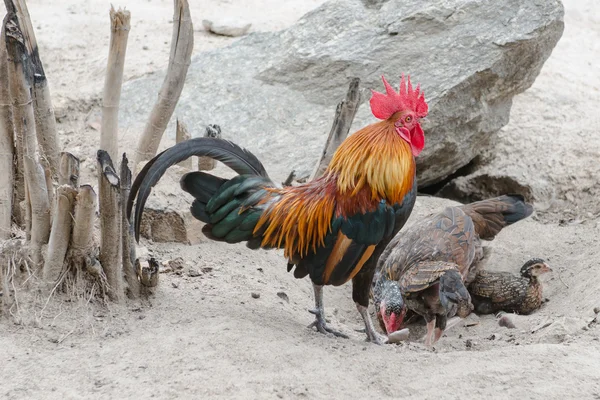 Αρσενικό κόκορα κόκορας σε επιφυλακή με κότα — Φωτογραφία Αρχείου