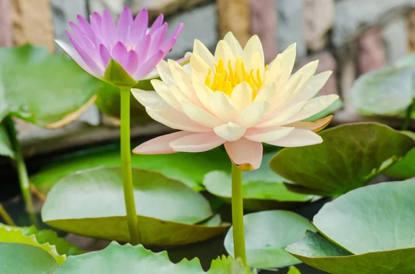 Yellow and purple water lily — Stock Photo, Image