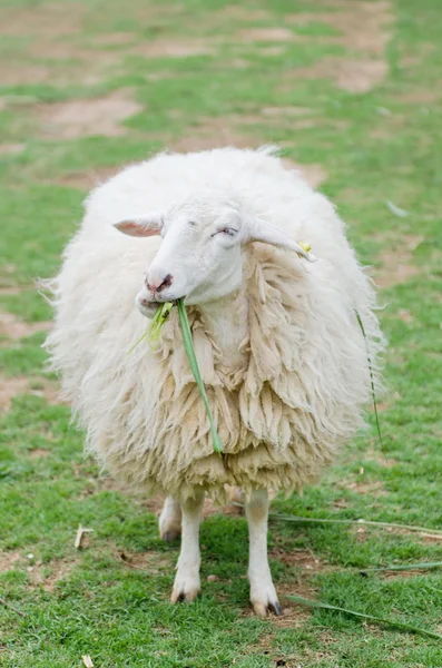 Ovelhas na fazenda de ovelhas — Fotografia de Stock