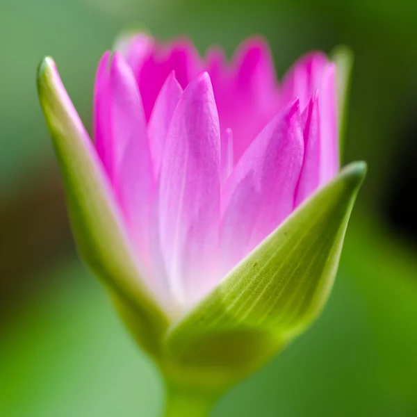 Purple water lily — Stock Photo, Image