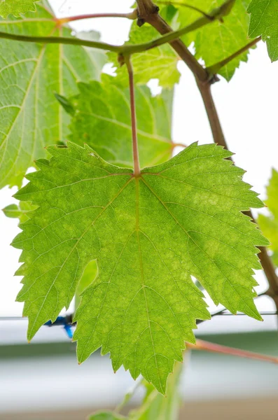 Groene druivenbladeren — Stockfoto