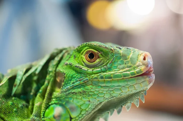 Œil d'iguane Images De Stock Libres De Droits