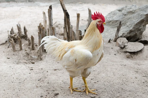 Poule blanche Photo De Stock