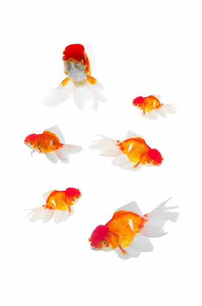 황금 물고기 절연 — 스톡 사진