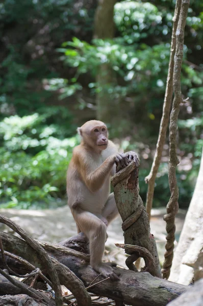 Macaco selvagem — Fotografia de Stock