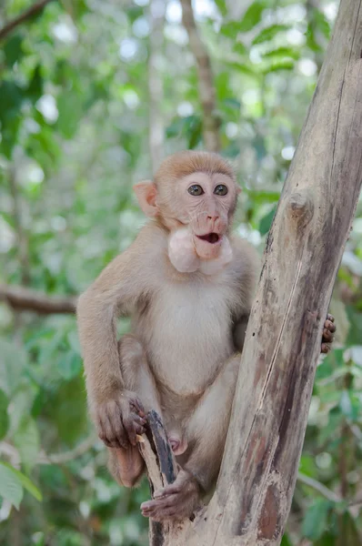 Macaco selvagem — Fotografia de Stock