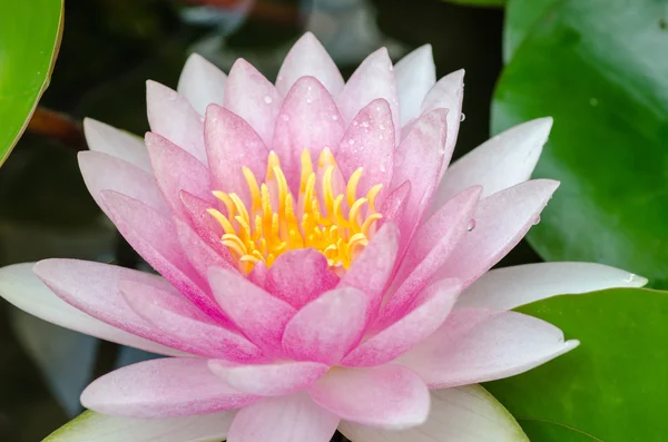 Purple water lily — Stock Photo, Image