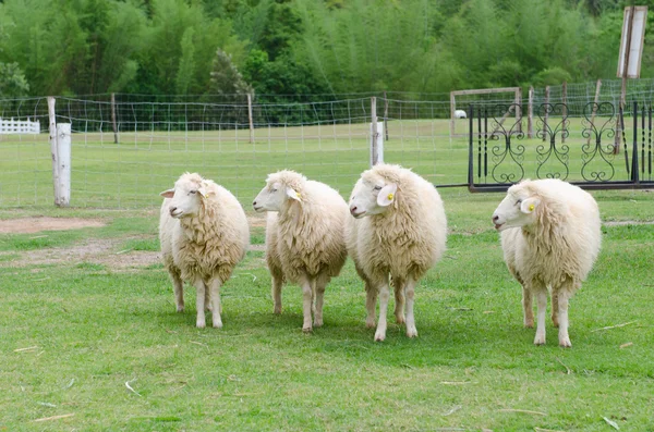 Sheep in sheep farm — Stock Photo, Image