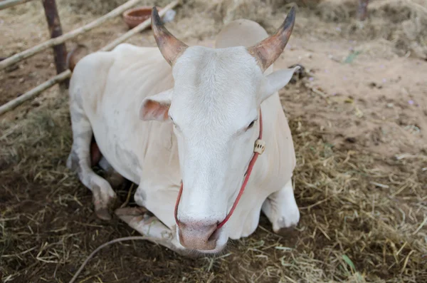 Relate cow — Stock Photo, Image