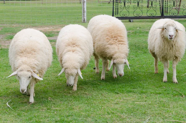 Sheep in sheep farm — Stock Photo, Image