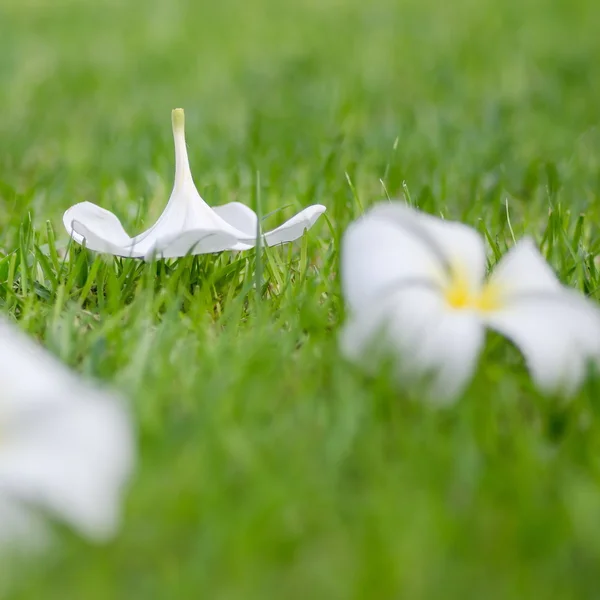 Frangipani or Plumeria flower — Stock Photo, Image