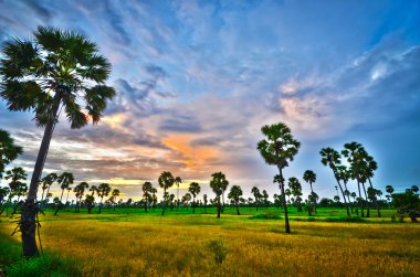 palmiye ağacı peyzaj