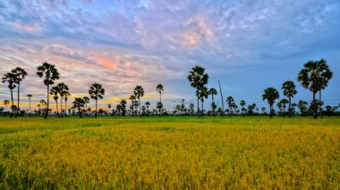 palmiye ağacı peyzaj