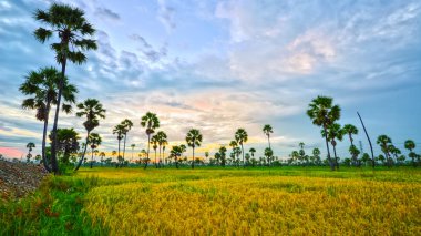 palmiye ağacı peyzaj