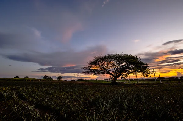 Großer Baum unter Sonnenuntergang — Stockfoto