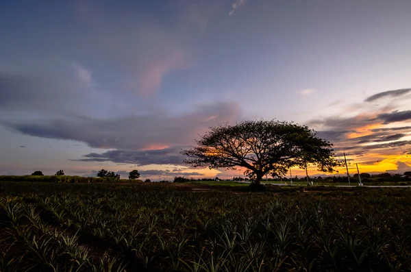 Árbol grande bajo el atardecer —  Fotos de Stock