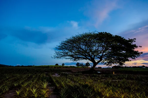 日没の下の大きな木 — ストック写真