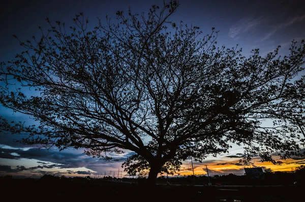 Wielkie drzewo pod zachód słońca — Zdjęcie stockowe