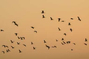 Gökyüzündeki kuş sürüsü 